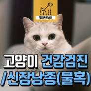 7살 고양이 건강검진에서 좌신 낭종(물혹) 발견됐어요! - 용인 보정동 죽전동물병원