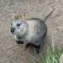 호주 쿼카 시드니 페더데일 동물원 여행 진정한 오픈런 후기