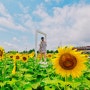 충남 해바라기 명소🌻 서산 용장천 해바라기