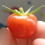 베란다에서 젤리토마토 키우기 - 말랑 탱글 쫀쫀 식감인 첫번째 열매 수확