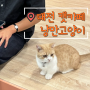 대전둔산동놀거리 캣카페 낭만고양이 고양이카페