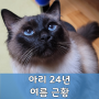 껌딱지 아리의 24년 여름 근황