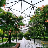 경기도 능소화명소 부천중앙공원 여름 꽃나들이
