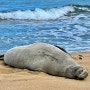 아이와 하와이 가족여행 가볼만한 곳_몽크씰 해변 Monk Seal
