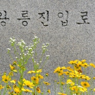 세계문화유산 조선 왕릉③... 여주 영릉과 영릉