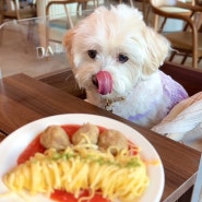 수원 스타필드 맛집 애견동반식당 펫푸드가 있는 달마시안