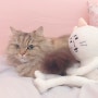 귀여운 나의 고양이, 미미 추억의 사진으로 블챌도전하기 2번째