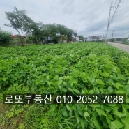 김제시 백구면 2차선도로접한 모양좋은 생산관리 토지 매매(231평)