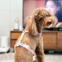 귀여운 강아지 하네스 : 유봉펫 H형 하네스