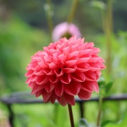아침 고요수목원 수국 축제 꽃 촬영 사진 모음
