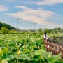 연꽃 피는 시기 🪷 세종 가볼만한곳, 조천연꽃공원