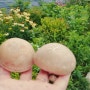 마감 판매글)))여름철 입맛 살려주는 표고버섯 식감좋은 친환경 표고버섯 50키로 선착순 주문 주세요