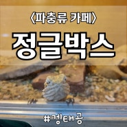 순천 정글박스 아이와 실내체험장소 거북이 먹이주기