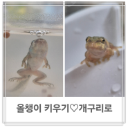 3주간 함께한 우리 올챙이♡올챙이 개구리 키우기(환경, 먹이)
