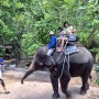파타야 여행 첫코스는 파타야 코끼리 탈수 있는 몽창카페