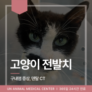 고양이 전발치 고양이 구내염 증상 덴탈 CT 치료방법은?