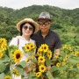 함안 강주 해바라기 축제 - 7월 경남 여행