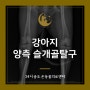 송도 강아지 슬개골탈구 TTT 수술로 내원한 말티푸 후기