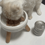뉴질랜드 고양이 습식캠 기호성 좋은 양고기 파테