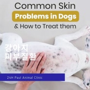 강아지 여름철 피부질환 관리