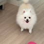 우리집 강아지는 복슬강아지 실물파_양이🐶