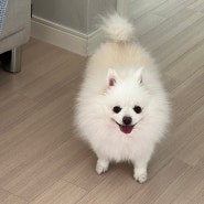 우리집 강아지는 복슬강아지 실물파_양이🐶