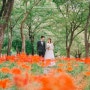 셀프웨딩촬영 9월 서울숲 가을 웨딩스냅 황화코스모스와 꽃무릇