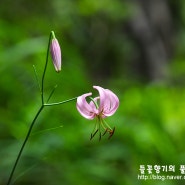 [월악산 야생화] 솔나리, 회목나무꽃, 회목나무 녹화, 하늘말나리, 산수국 등 여름꽃 2탄