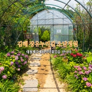 김해 장유누리길 소담정원 수국정원 대청계곡에서 수국 꽃길을 만나다