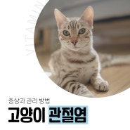 고양이 관절염 증상과 관리 방법