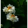 부산 두구동 연꽃 소류지 겹연꽃 겹백련 하얀 미소