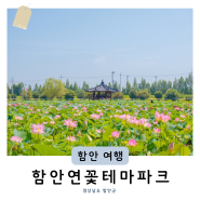 창원근교 경남 여름 데이트 7월 꽃구경 함안연꽃테마파크 아라홍련 (+주차 개화시기 만개 시간)