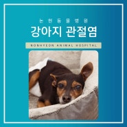 강남 노견 수술 전문, 논현동물병원의 강아지 관절염 케이스
