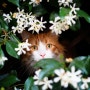 고양이 과민성대장증후군 고양이IBS, 간과하면 고양이 염증성장질환 고양이IBD 로 진행