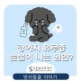 강아지 유루증, 눈물이 많이 나는 이유? [위례/북위례/감일지구/거여동/하남/마천동 동물병원 위례s동물의료센터]