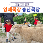 전남 광주 송산목장 양떼목장 동물 체험 아이랑 갈만한 곳 추천(광주 이색 데이트)