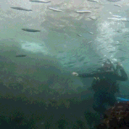 [제주도스쿠버다이빙]제주 오픈워터 해빛다이브에서 PADI라이센스 취득 : 다이빙자격증, 체험