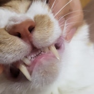 구석구석 깔끔한 고양이양치를 위한 정글몬스터 덴티포인트 칫솔 / 고양이송곳니 칫솔