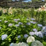후쿠오카 6월 수국 하코자키궁 꽃정원