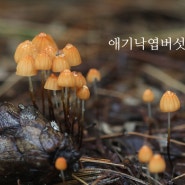 애기낙엽버섯, 숲의 청소부라고 불리는 작고 귀여운 버섯!