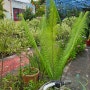 Cycas Pectinata