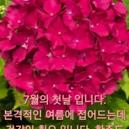 아침 인사 모음이 늦었네요. 이제라도 올려 남겨 놔야지(7월 1일~7월 7일)