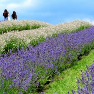21. 라벤더 Lavender 에 취하다 - Kelso Lavender Farm (라벤더 농장)