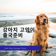 강아지 고양이 출국 준비, 광견병 항체 검사