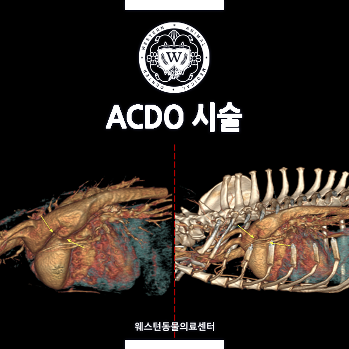 [ACDO][PDA] 8Y 웰시코기, 선천성심장병PDA, ACDO시술 | PDA시술 심장병치료 | 웨스턴동물의료센터 : 네이버 블로그