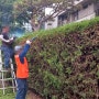 전지가위 소나무 나무가지치기 화분, 정원전지작업 관리업체 잘판다