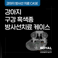 [로얄동물메디컬센터] 강아지 구강 흑색종 방사선 치료 케이스