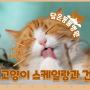 고양이 건강검진과 스케일링/2살이 되면 스케일링이 필요할 수 있어요!!