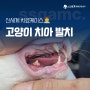 양산동물병원 고양이 치과 발치 수술 전문성 높은 곳