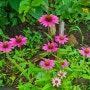 지금 우리집 꽃밭에는 / 루드베키아, 에키네시아